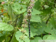 Aeschne bleue, Aeshna cyanea