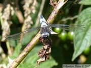 Libellula fulva, Libellule fauve, mâle