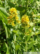 Lysimaque commune, Lysimachia vulgaris