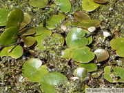 Hydrocharis, Hydrocharis morsus-ranae