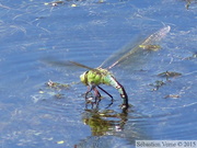 Aeschne bleue, Aeshna cyanea, ponte