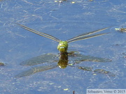 Aeschne bleue, Aeshna cyanea, ponte