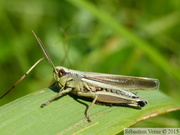 Stethophyma grossum