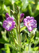 Epilobe hérissé, Epilobium hirsutum