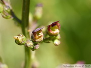 Scrofulaire à oreillettes, Scrophularia auriculata