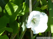 Liseron des haies, Calystegia sepium