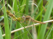 Crocothemis erythraea, femelle