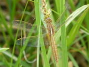 Crocothemis erythraea, femelle