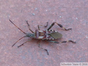 Leptoglossus occidentalis, la Punaise américaine du pin