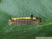 Acronicta psi