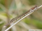 Sympecma fusca, Leste brun, mâle