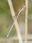 Sympecma fusca, Leste brun, mâle