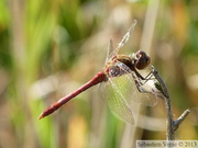 Sympetrum vulgatum