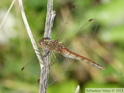 Sympetrum vulgatum