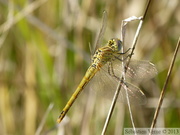 Sympetrum fonscolombii