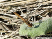 Sympetrum vulgatum