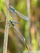 Ischnura elegans