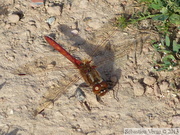 Sympetrum vulgatum