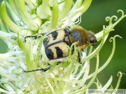 Trichius fasciatus