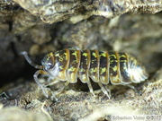 Armadillidium pictum