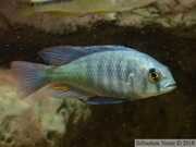 Haplochromis fischeri, mâle