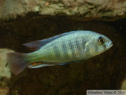 Haplochromis fischeri, mâle