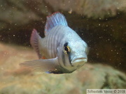 Haplochromis fischeri, mâle