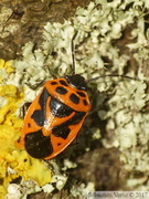 Eurydema dominulus