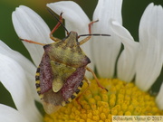 Carpocoris purpureipennis