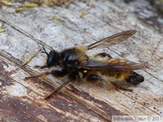 Laphria flava