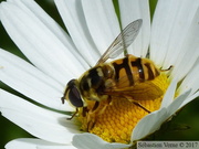 Myathropa florea