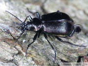 Calosoma inquisitor