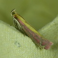 Oncocera semirubella