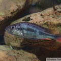 Haplochromis piceatus, mâle âgé de 5 ans