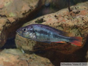 Haplochromis piceatus, mâle âgé de 5 ans