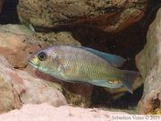 Haplochromis fischeri, mâle