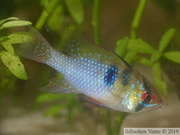 Mikrogeophagus ramirezi, mâle