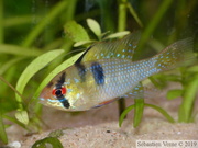 Mikrogeophagus ramirezi, mâle