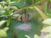 Mikrogeophagus ramirezi, femelle avec sa ponte