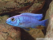 Sciaenochromis fryeri Liuli, jeune mâle