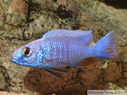 Sciaenochromis fryeri Liuli, jeune mâle