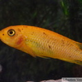 Labeotropheus trawavasae Thumbi West, femelle