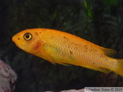 Labeotropheus trawavasae Thumbi West, femelle