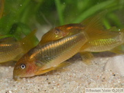 Corydoras sp. "Peru Orange Stripe" (CW010)