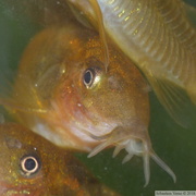 Corydoras sp. "Peru Orange Stripe" (CW010)