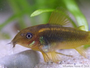 Corydoras sp. "Peru Orange Stripe" (CW010)