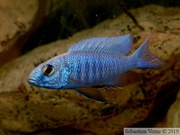 Sciaenochromis fryeri "Liuli", jeune mâle