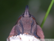 Gastropacha quercifolia, mâle