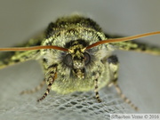 Polyploca ridens