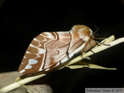 Endromis versicolora, femelle